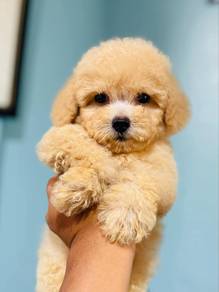 maltipoo 3