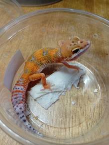 Leopard Gecko