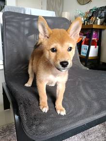 Shiba inu