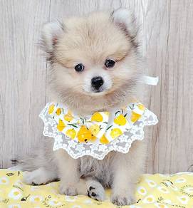 Pomeranian