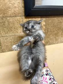 Mix persian kittens