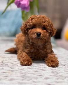toy poodle