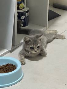 Healthy and Active Grey Kitten