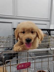 Golden retriever puppy male female