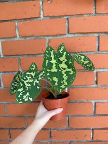 Colocasia Hilo Beauty Plant