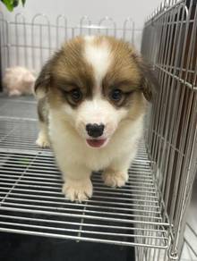柯基女
Corgi
Female
