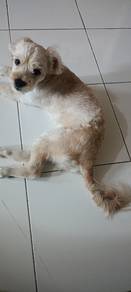 multipoo for sell