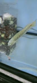 asiatica Kalimaya 