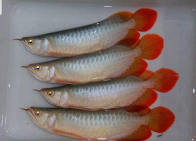 Super red 6 inch -wholesale price