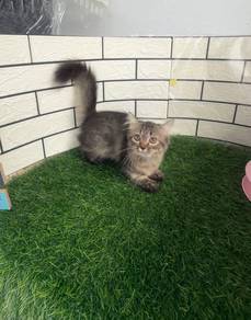 Tabby Munchkin kitten
