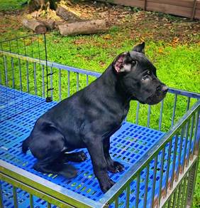 Cane Corso puppy