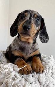 Sweetheart Daschund / Premium Sausage / Long Body