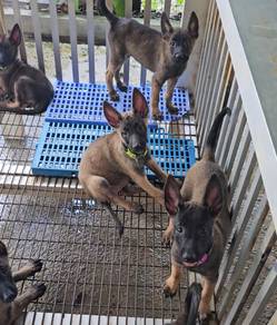Belgium Shepherd Puppy