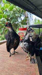 Ayam katik rintik murai