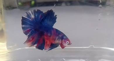 betta giant