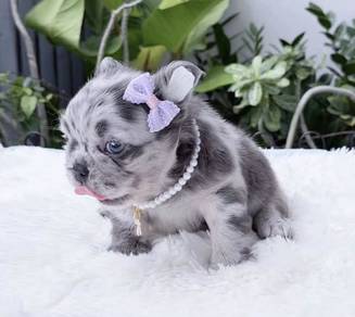 FRENCH BULLDOG PUPPIES 🌻VIP129 Long Fur / Girl