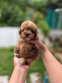 mini teacup poodle v