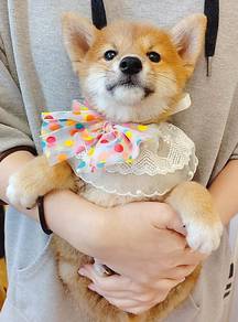 Shiba Inu
