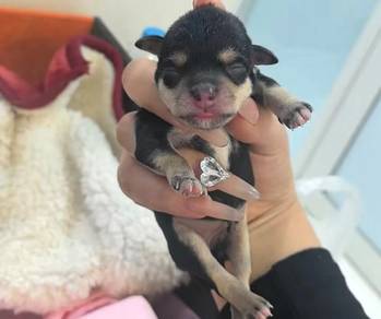 Schnauzer