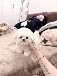 Teacup Bichon -male