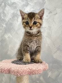 British Shorthair Black Golden