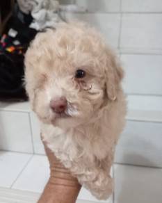Toy poodle 