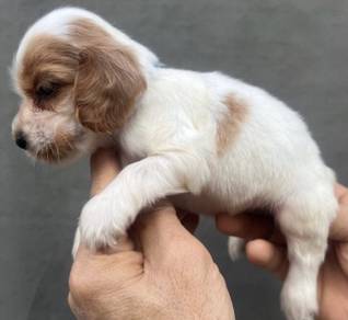 ENGLISH COCKER SPANIEL PUPPIES C62🌻 Male-