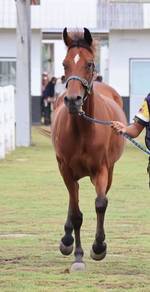anglo arab
