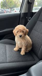 2months toy poodle