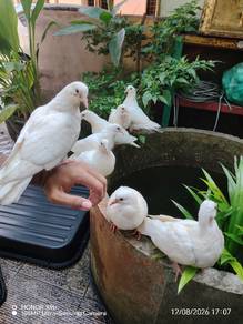 merpati Putih
