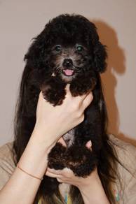 J0903 Grey Poodle Sweet Baby Poodle Puppy