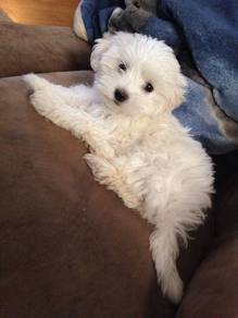 K8657 Smol Maltipoo fills hearts with love puppy P