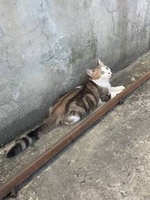 kitten short hair