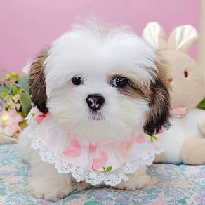 Shih tzu