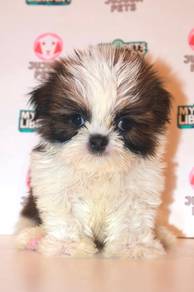 f50 Cute Shihtzu Puppy