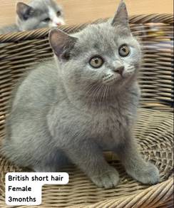 British short hair blue for sale