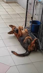 Male Big Bone German Shepherd Puppy