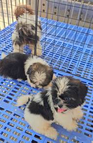 Shih tzu Puppy