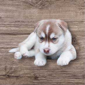 Wooly husky puppies