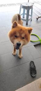 chow chow