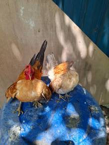 ayam