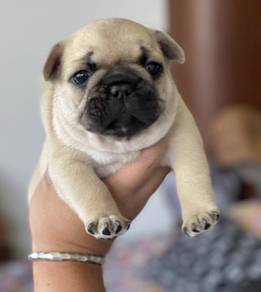 FRENCH BULLDOG PUPPIES VIP845🌻 Girl