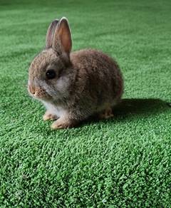 Arnab Netherland dwarf Nd 