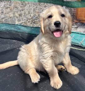 Golden-retriever-pups-health-tested-pare