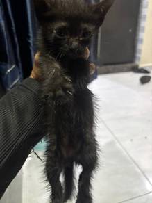 cats for adopt ( free )