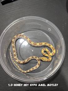 corn snake (honey morph)