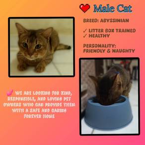 Cat Adopt