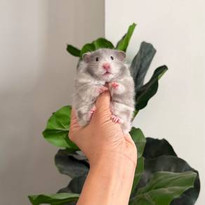 Poly blue hamster syrian bigbone