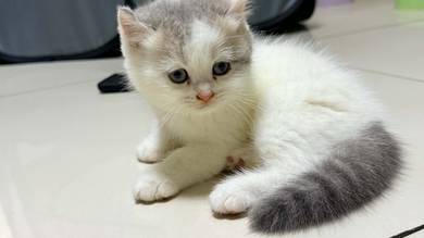 Bsh + Persian mixed kitten