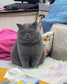 CFA British Shorthair Champion